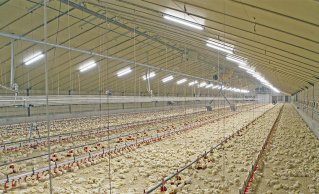 Освещение для сельского хозяйства